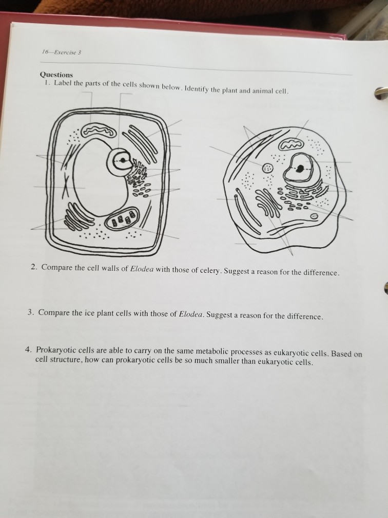 Solved: 16-Exercise 3 Questions 1. Label The Parts Of The ...