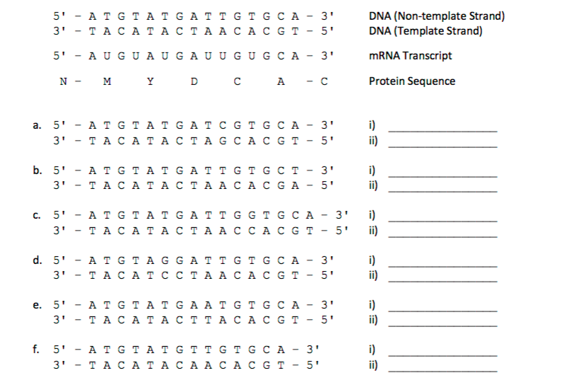 Solved: Below Is A Portion Of A Protein-coding DNA Sequenc ...