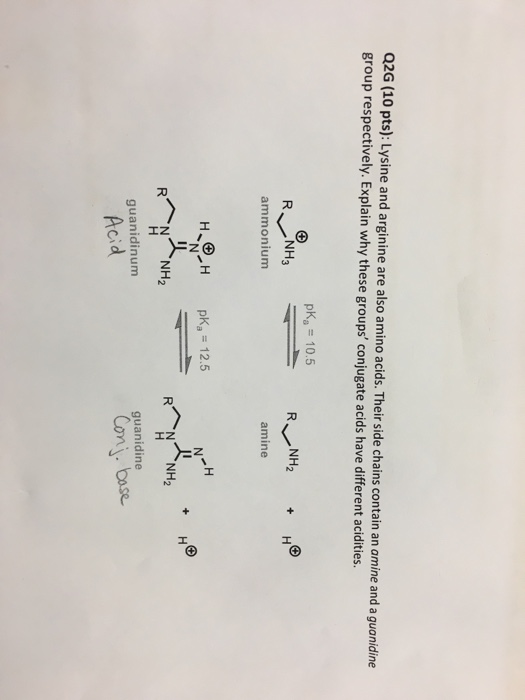 Solved Lysine And Arginine Are Also Amino Acids Their Si Chegg Com