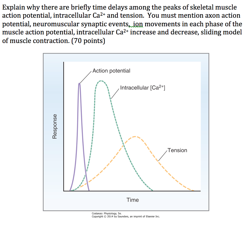 skeletal muscle action potential