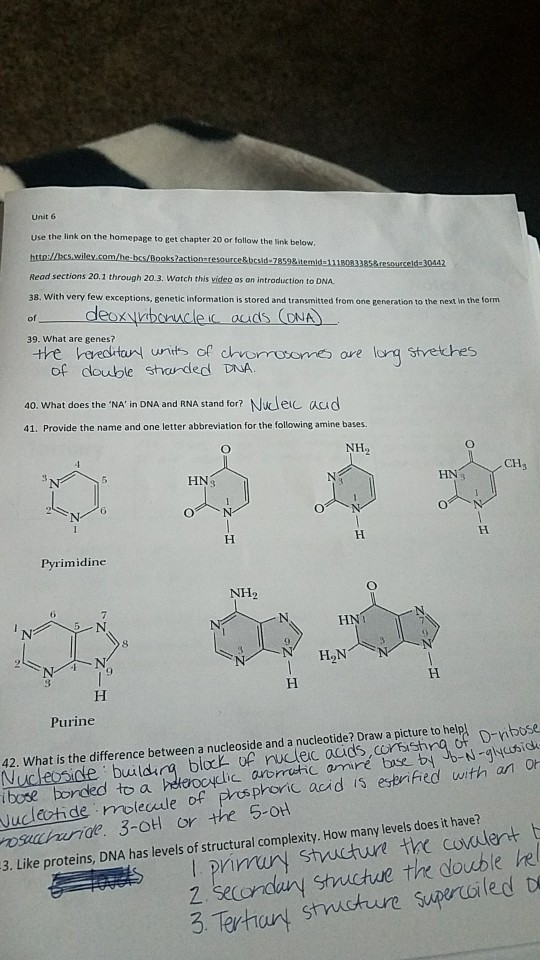 Unit 6 Use the link on the homepage to get chapter 20 or follow the link below Read sections 20.1 through 20.3. Watch this video as on introduction to DNA 38. With very few exceptions, genetic information is stored and transmitted from one generation to the next in the form 39. What are genes? of double shanded DNA 40, what does the NA in DNA and RNA stand for? Nudec aad 41. Provide the name and one letter abbreviation for the following amine bases. NH2 CH3 HNg Pyrimidine Purine 42. What is the difference between a nucleoside and a nucleotide? Draw a picture to help Nuceoside buildng block of nucleic acids,corbishra of D-ribose o udeotide nroleaule of presphori osuhurnde. 3-OH or 3. Like proteins, DNA has levels of structural complexity. How many levels does it have? c acid i5 esbrified with an