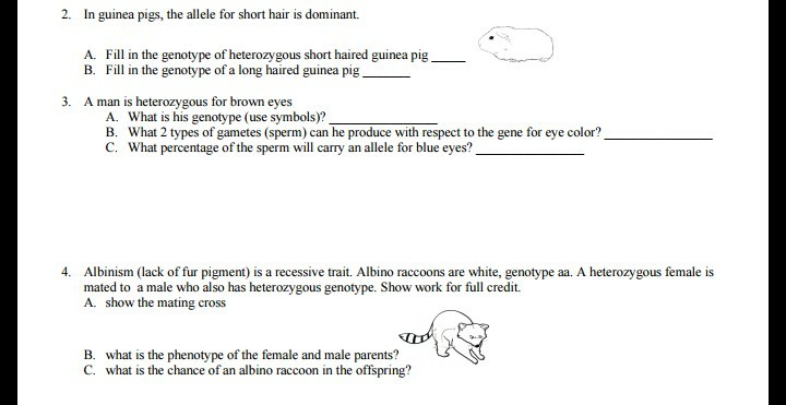 Solved In Guinea Pigs The Allele For Short Hair Is Domin