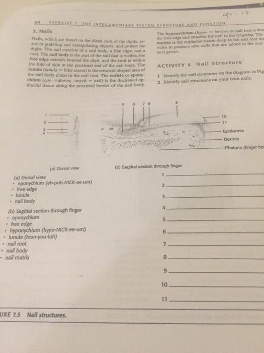 Solved Nails Which Are Found On The Distal Ends Of The D Chegg Com