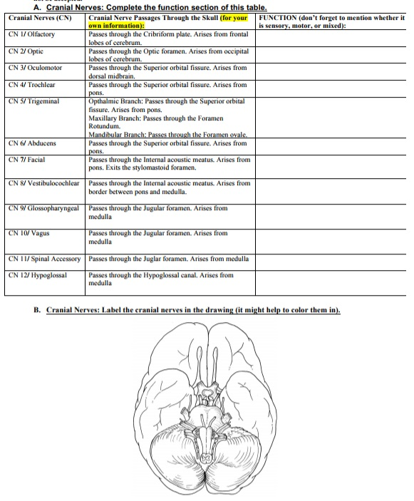 Solved A Cranial Nerve Cranial Nerves Cn Cn Iolfactory Chegg Com