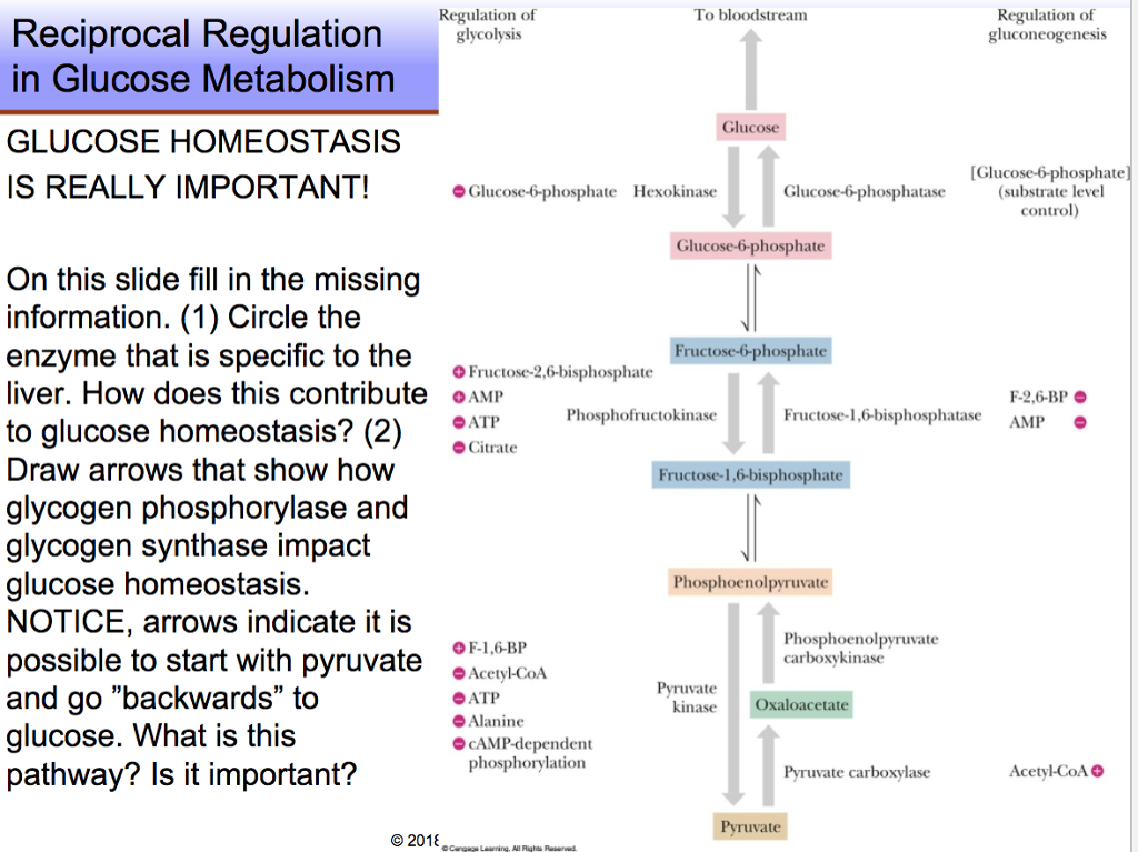 Solved Regulation Of To Bloodstream Regulation Of Chegg Com