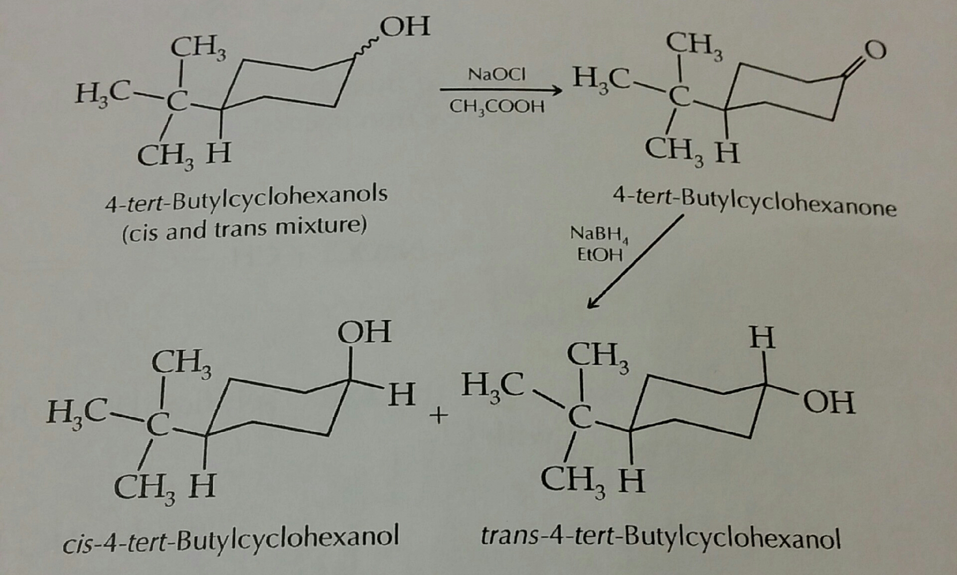 4 tert butylheptane