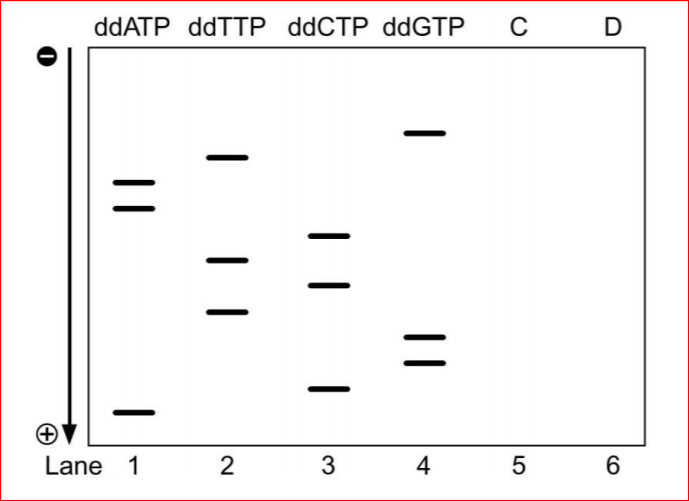 perform dideoxy sequencing on a pcr
