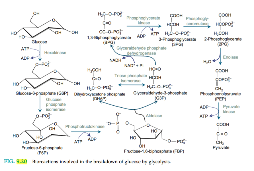 Реакция окисления гликолиза. Схема включения углеводов в гликолиз биохимия. Схема включения углеводов в гликолиз. Схема гликолиза биохимия с ферментами. Альдолаза гликолиз.