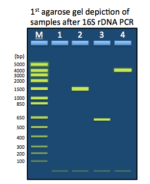 Agarose gel electrophoresis of crude DNA (F1 & G1) and universal PCR