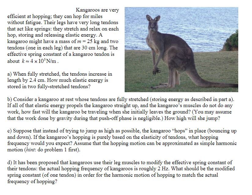 KANGAROO The Kangroo Power Pack is a comprehensive fitness set designed to  enhance workouts. Here's a breakdown of each component