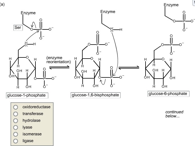 Diametric enzymes found in isomers essay 07 picture