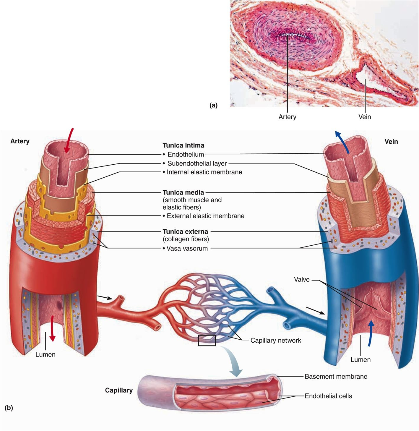 Три слоя артерий. Строение стенки кровеносных сосудов. Строение сосудов артерия Вена капилляр. Строение артерий и вен анатомия. Строение артерии и вены.