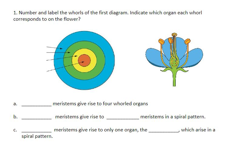 Solved 1 Number And Label The Whorls Of The First Diagra Chegg Com