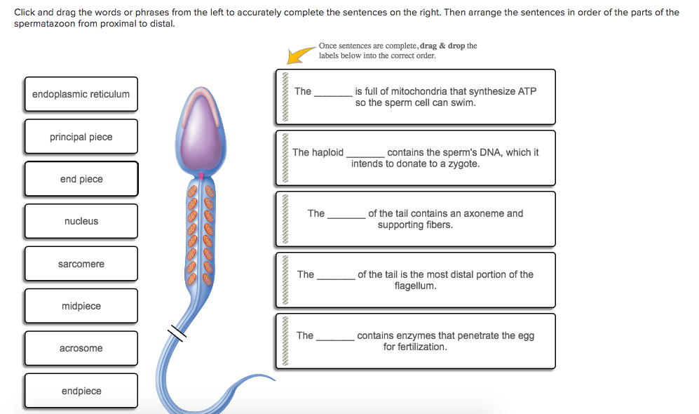 Question: Click and drag the words or phrases from the left to accuratelycomplete the sentences on the rig...