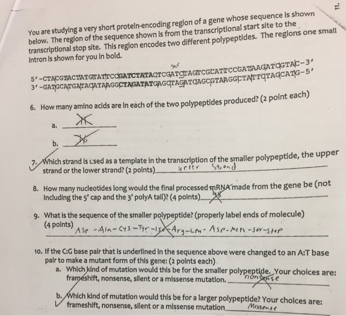 Genetic questions and answers image