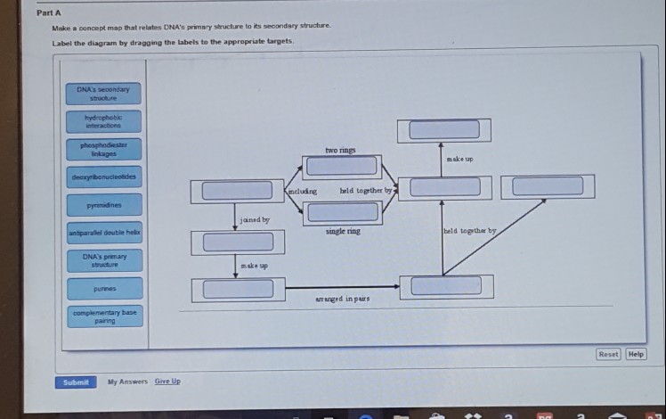 Make A Concept Map That Relates Dnas Primary Structure To Its Secondary Structure. Solved: Make A Concept Map That Relates DNA's Primary Stru 