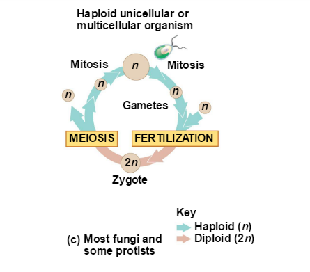 Solved When and Where do mitosis and meiosis occur during 