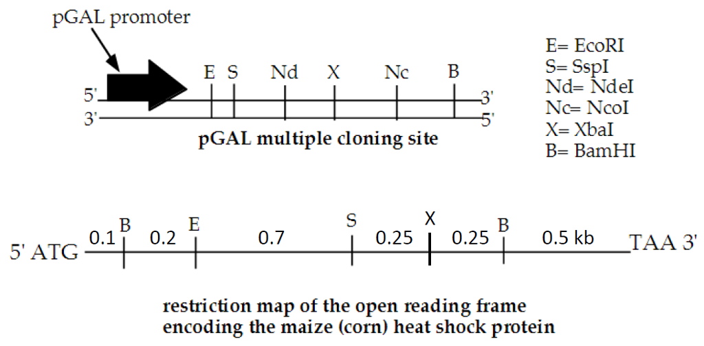 Solved You Are Interested In The Directional Cloning Of T Chegg Com