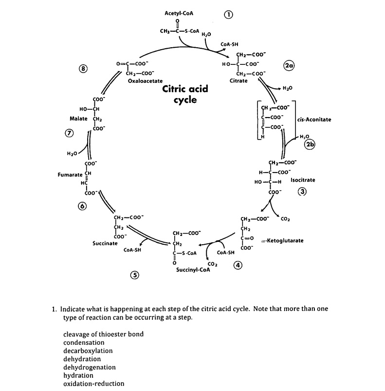 Solved Acetyl Coa Ch3 C S Coa Coa Sh 2 Coo Oxaloacetate Chegg Com