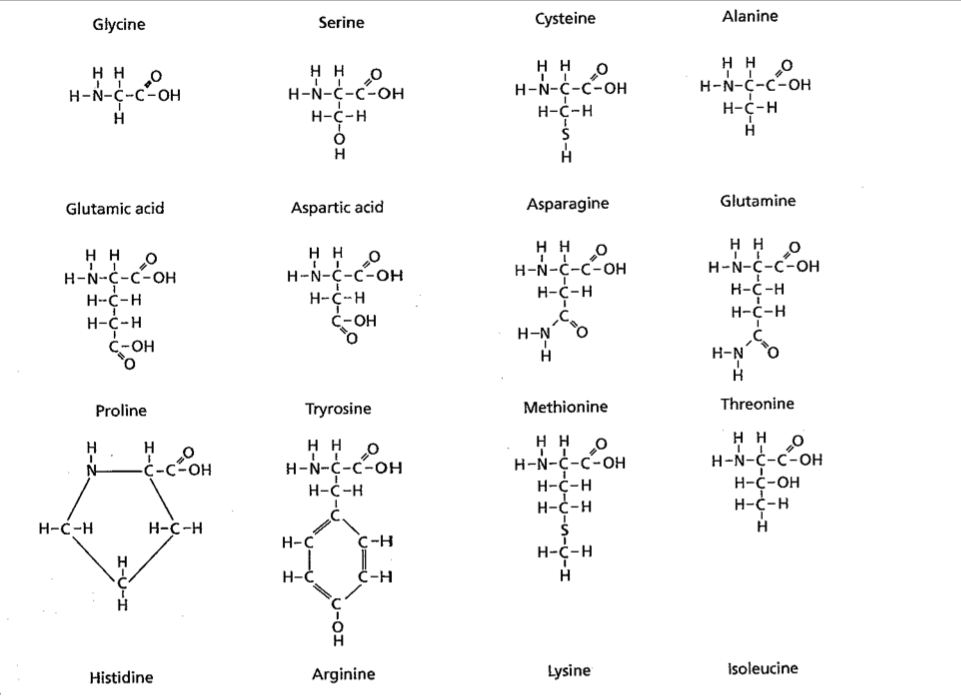 Amino Acid Circle Chart