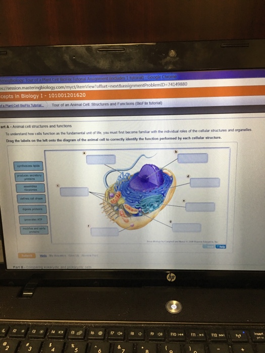 Animal Cell Structures And Functions To Understand Chegg Com