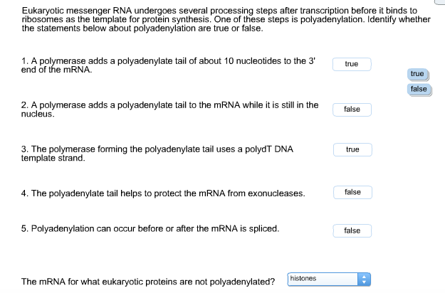 Solved Eukaryotic Messenger Rna Undergoes Several Process