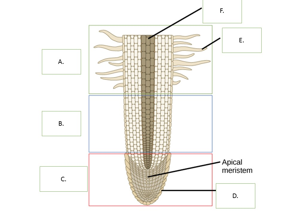 Строение корневых волосков под микроскопом. Корневой чехлик и корневые волоски под микроскопом. Строение корневого волоска. Строение корня под микроскопом.