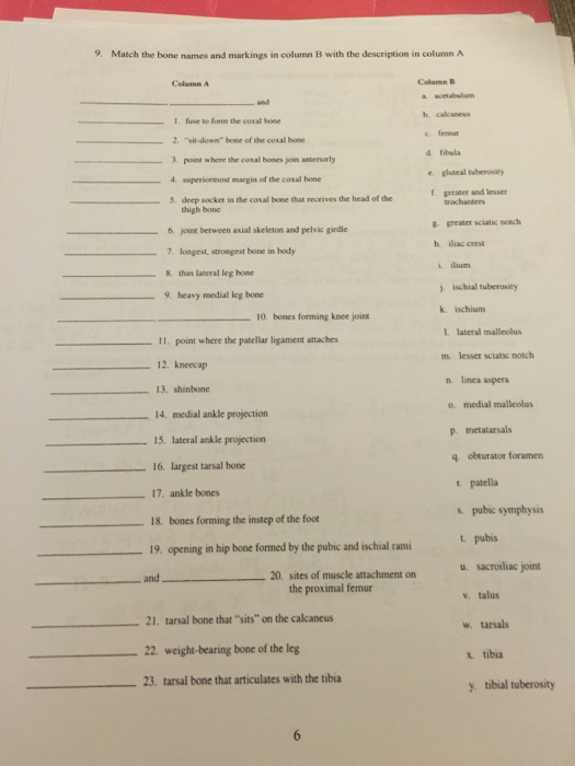 Match The Bone Names And Markings In Column B With Chegg Com