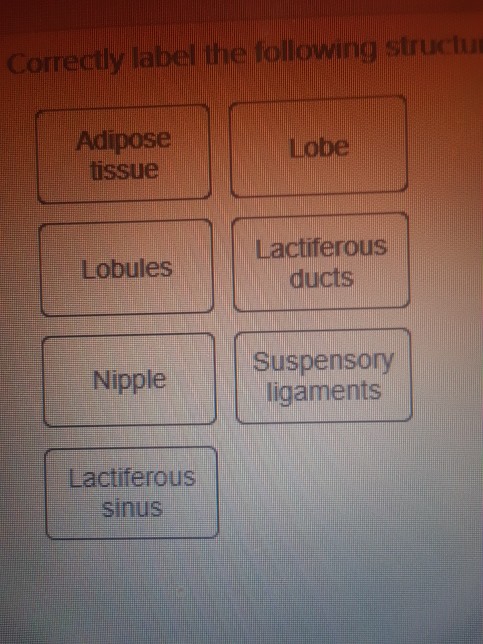 Solved Label these structures of the breast. Adipose tissue