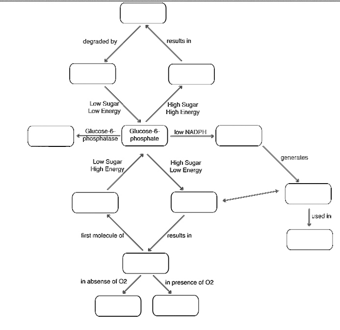 questions glycogenolysis with term for the blanks Each below. Image in terms fill the Please