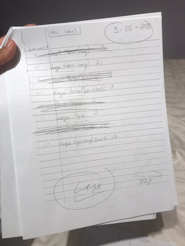 Lab report mealworms image