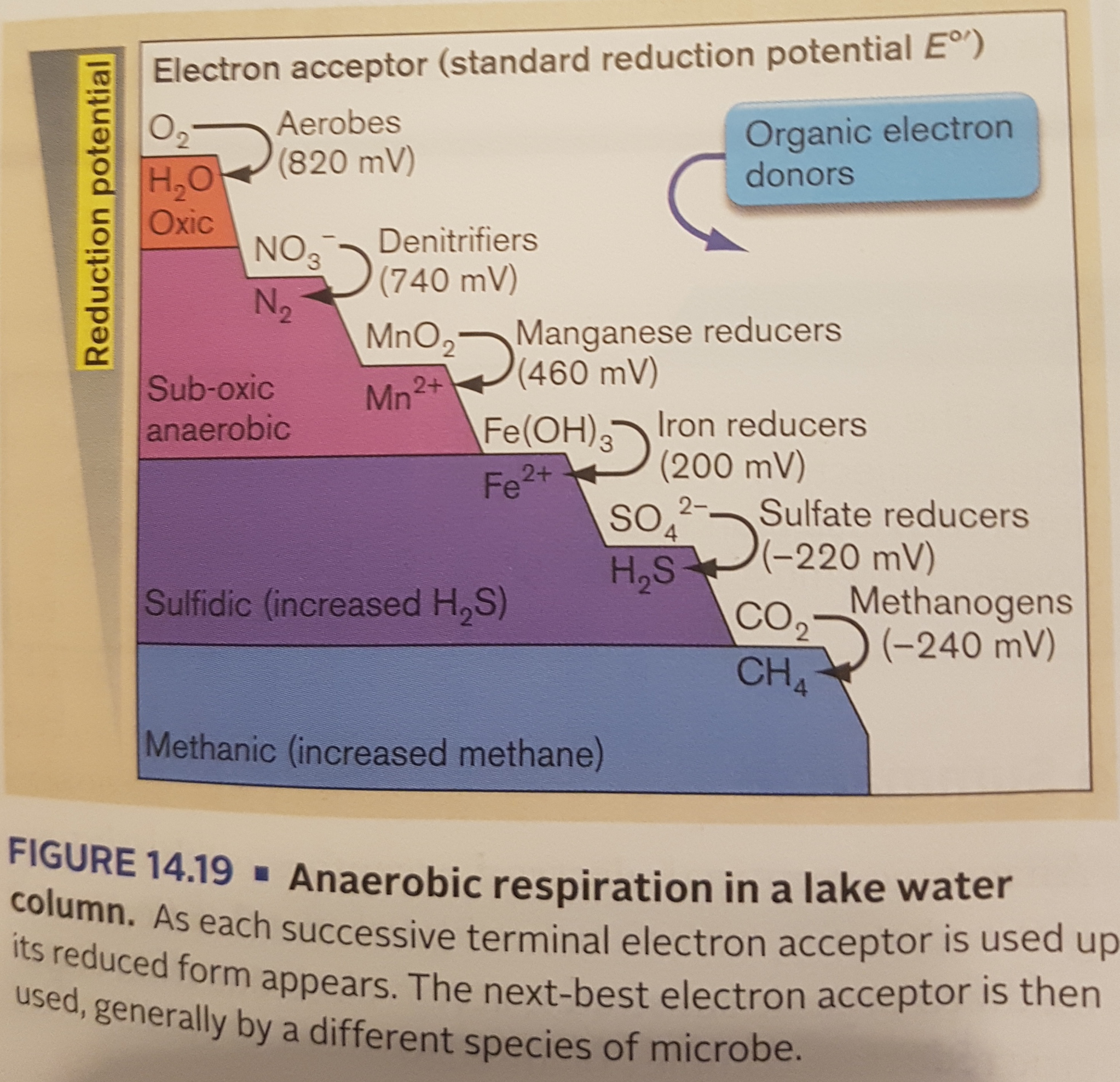 why is oxygen the best electron acceptor