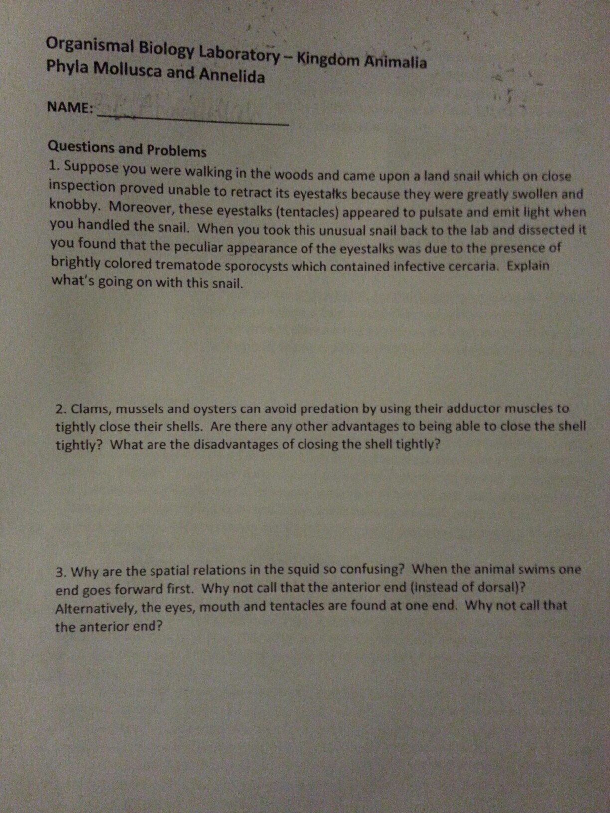 Solved Organismal Biology Laboratory Kingdom Animalia Phy Chegg Com