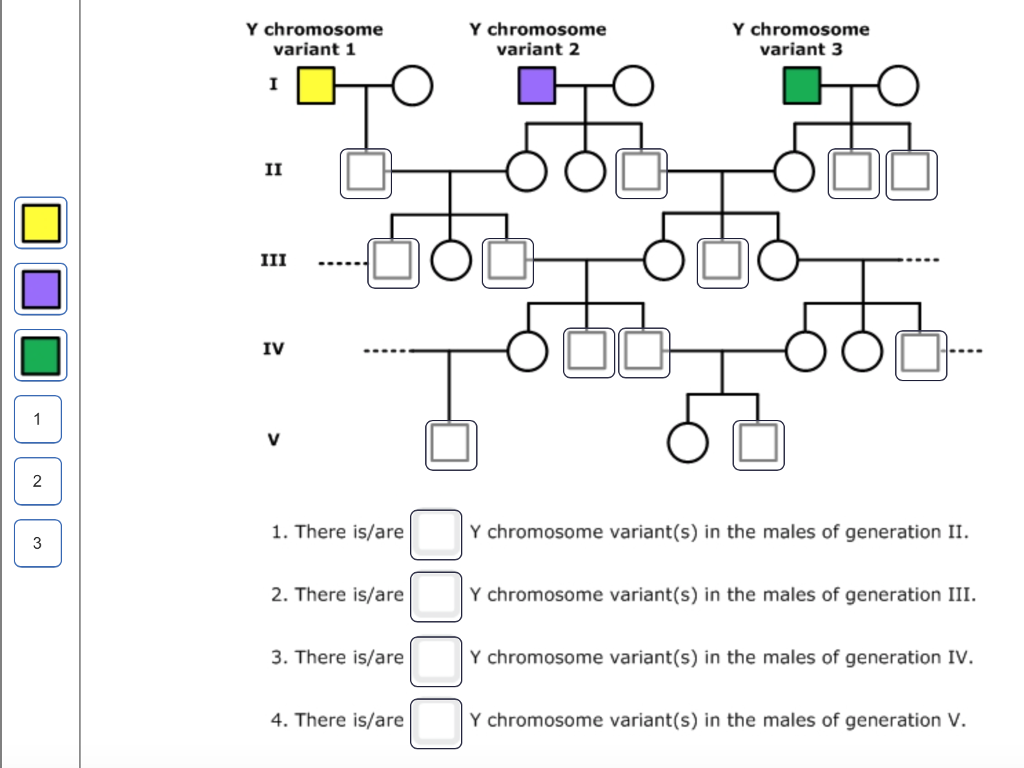 Solved In Humans The X And Y Chromosomes Are Involved In