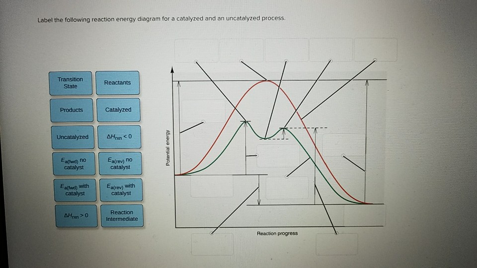 Solved Label The Following Reaction Energy Diagram For A Chegg Com