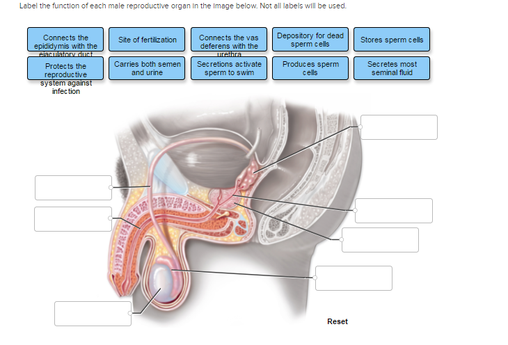 male reproductive system with labels