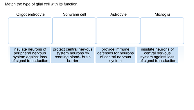 Glial Cells: Types and Functions