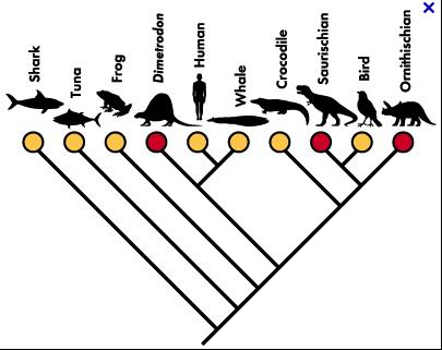 phylogenetically base white noise term