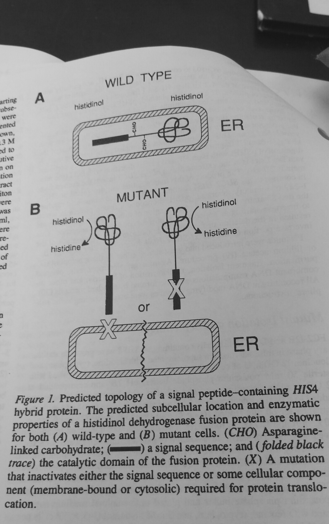 Balanced translocation pregnancy picture