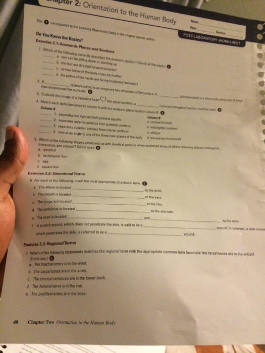 Pter 2 Orientation To The Human Body The Cornesponds Chegg 