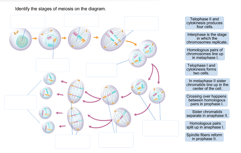 Solved Ldentify The Stages Of Meiosis On The Diagram Telo