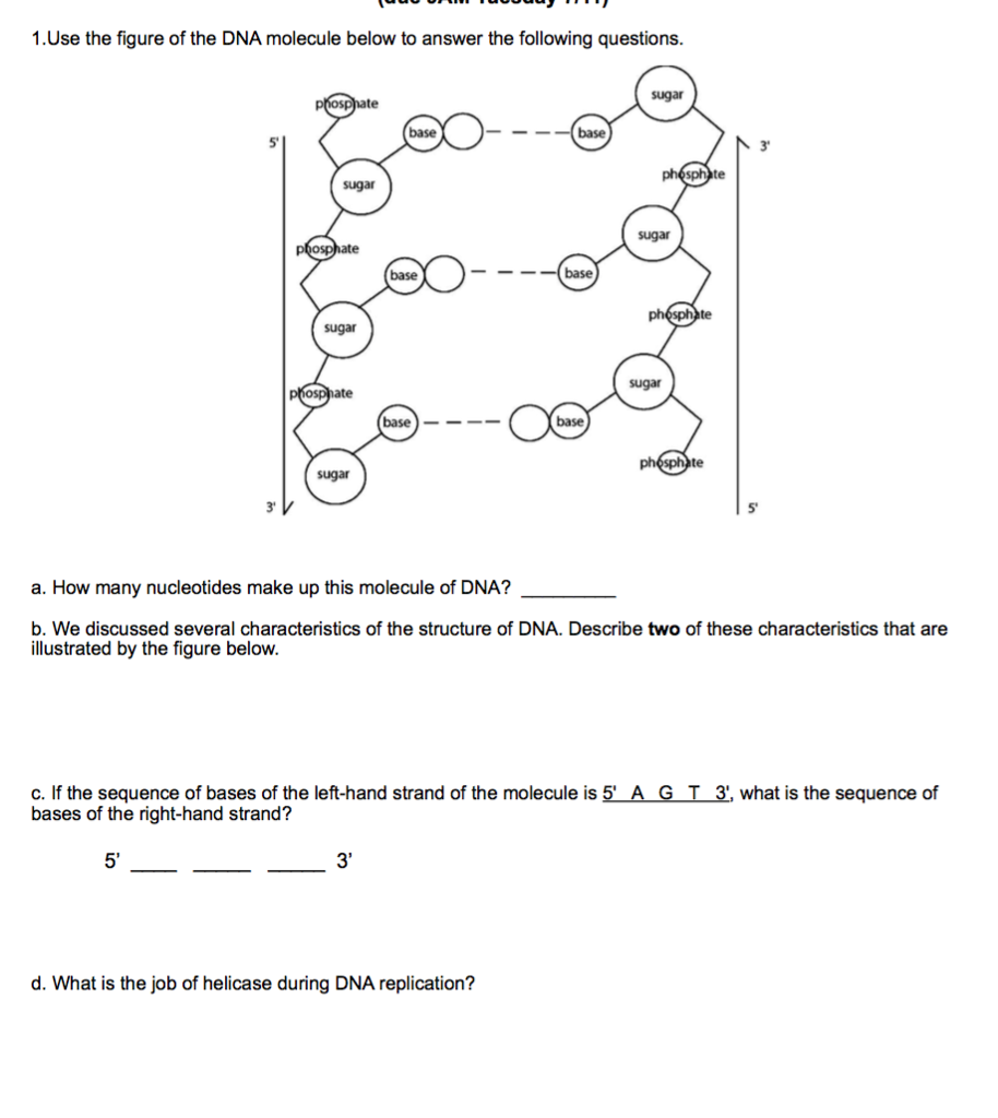 Solved: Use The Figure Of The DNA Molecule Below To Answer ...