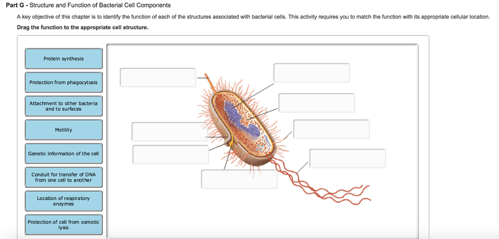 bacterial cell diagram and functions