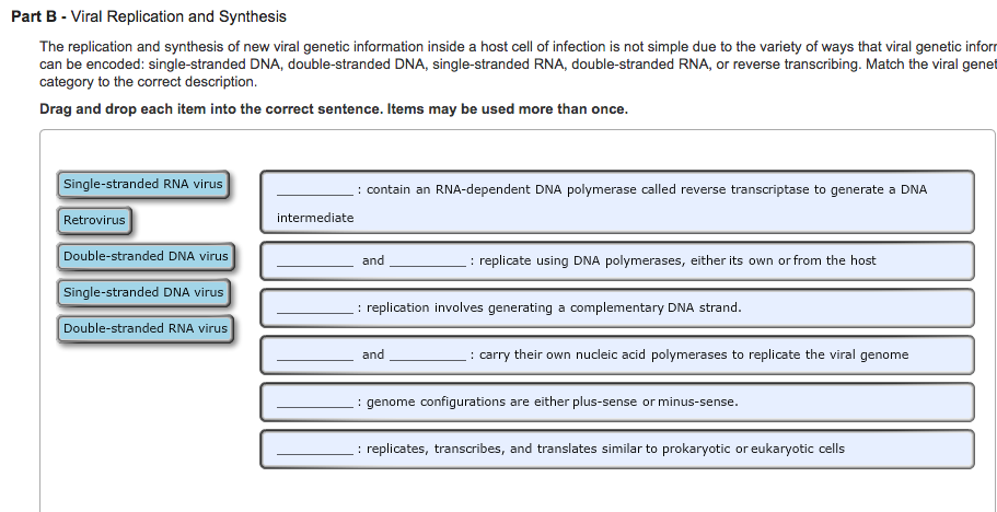 Solved Viral Replication And Synthesis The Replication An Chegg Com