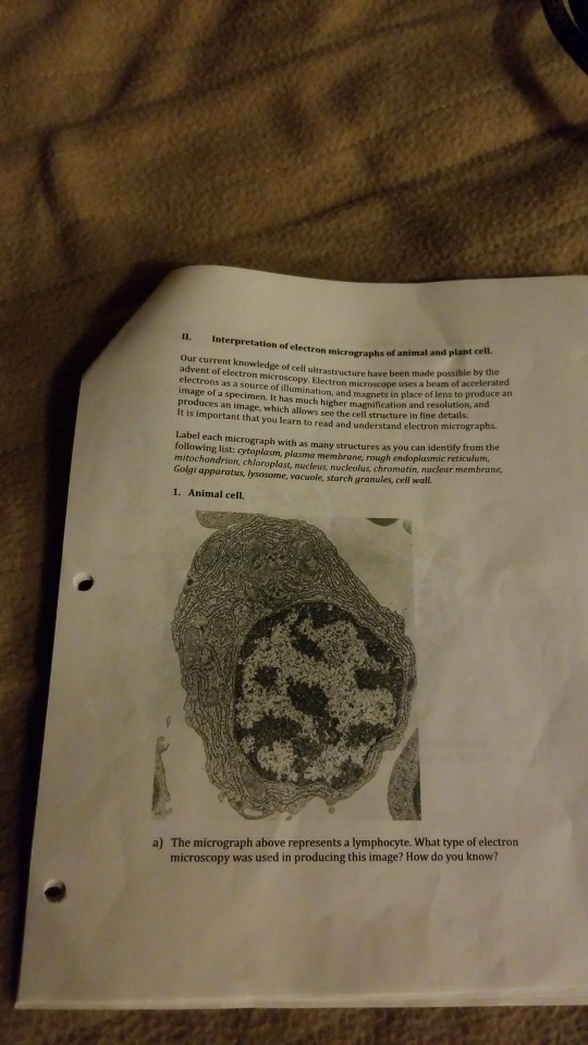 animal cell electron microscope labelled