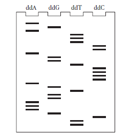 A cloned fragment of dna was sequenced by using th