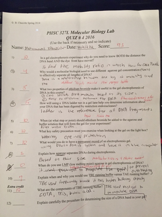 Solved In A Gel Electrophoresis Experiment Why Do You Need Chegg Com