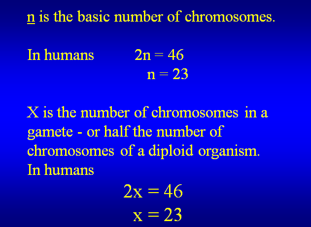 Solved N Is The Basic Number Of Chromosomes In Humans 2n Chegg Com