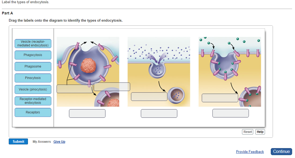 Label the types of endocytosis Part A Drag the labels onto the diagram...