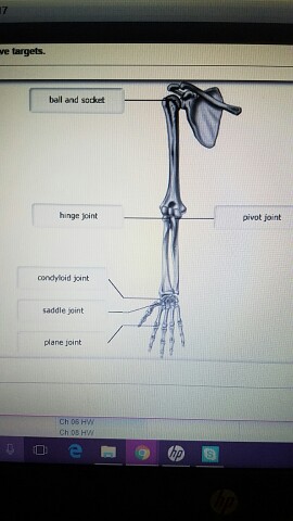 Pivot Joint Definition Examples Function Facts Britannica